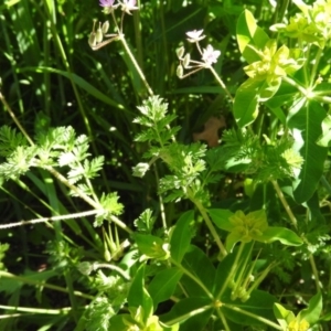 Erodium cicutarium at Fadden, ACT - 5 Nov 2016 09:08 AM