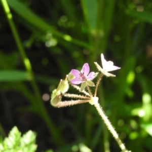 Erodium cicutarium at Fadden, ACT - 5 Nov 2016