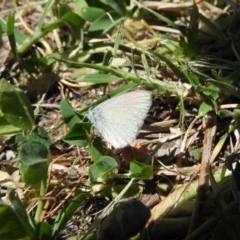 Zizina otis (Common Grass-Blue) at Waramanga, ACT - 5 Nov 2016 by RyuCallaway