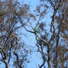 Polytelis swainsonii (Superb Parrot) at Goorooyarroo NR (ACT) - 6 Nov 2016 by ArcherCallaway
