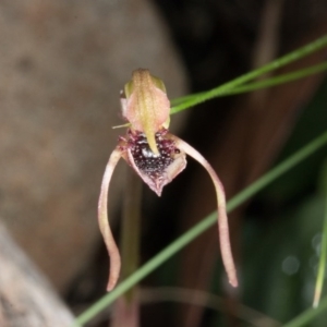 Chiloglottis reflexa at Acton, ACT - 9 Jun 2017