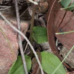 Chiloglottis reflexa at Acton, ACT - 9 Jun 2017