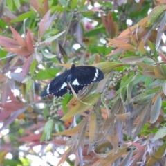 Papilio aegeus (Orchard Swallowtail, Large Citrus Butterfly) at Fadden, ACT - 5 Nov 2016 by ArcherCallaway