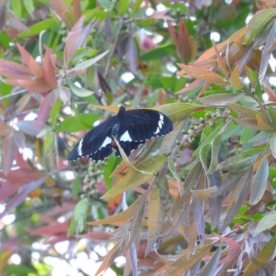 Papilio aegeus (Orchard Swallowtail, Large Citrus Butterfly) at Fadden, ACT - 5 Nov 2016 by RyuCallaway