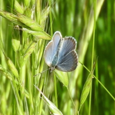 Zizina otis (Common Grass-Blue) at Goorooyarroo NR (ACT) - 5 Nov 2016 by RyuCallaway