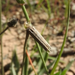 Clania lewinii & similar Casemoths (Parallel stick Case Moths) at Goorooyarroo NR (ACT) - 6 Nov 2016 by ArcherCallaway