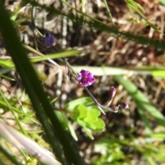 Arthropodium minus (Small Vanilla Lily) at Goorooyarroo NR (ACT) - 6 Nov 2016 by ArcherCallaway