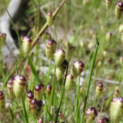 Briza maxima (Quaking Grass, Blowfly Grass) at Goorooyarroo NR (ACT) - 6 Nov 2016 by ArcherCallaway