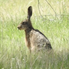 Lepus capensis (Brown Hare) at Goorooyarroo NR (ACT) - 6 Nov 2016 by ArcherCallaway