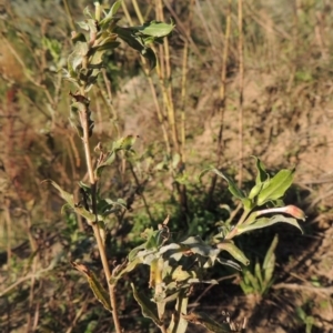 Oenothera indecora subsp. bonariensis at Paddys River, ACT - 1 Apr 2017