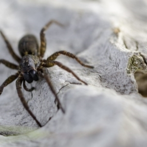 Lycosidae (family) at Murrumbateman, NSW - 10 Jun 2017