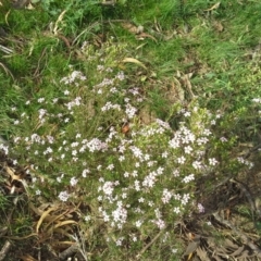 Coleonema pulchellum (Diosma) at Symonston, ACT - 5 Oct 2015 by Mike