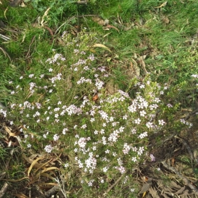 Coleonema pulchellum (Diosma) at Symonston, ACT - 5 Oct 2015 by Mike