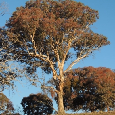 Eucalyptus polyanthemos (Red Box) at Kambah, ACT - 3 Jun 2017 by MichaelBedingfield