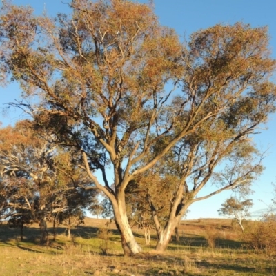 Eucalyptus blakelyi (Blakely's Red Gum) at Kambah, ACT - 3 Jun 2017 by MichaelBedingfield