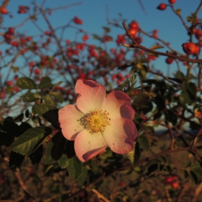 Rosa rubiginosa (Sweet Briar, Eglantine) at Kambah, ACT - 3 Jun 2017 by MichaelBedingfield