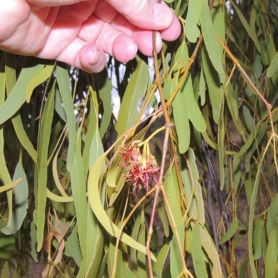 Amyema miquelii (Box Mistletoe) at Urambi Hills - 6 Feb 2017 by michaelb