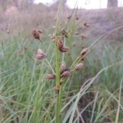 Bolboschoenus medianus (A Sedge) at Urambi Hills - 6 Feb 2017 by michaelb