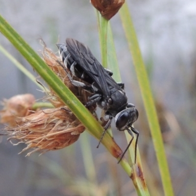 Pison sp. (genus) (Black mud-dauber wasp) at Urambi Hills - 6 Feb 2017 by MichaelBedingfield