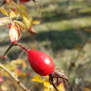 Rosa rubiginosa at O'Malley, ACT - 11 Jun 2017 09:47 AM