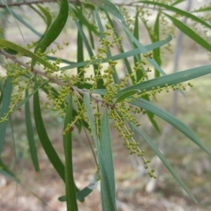 Acacia floribunda at Garran, ACT - 11 Jun 2017