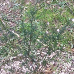 Westringia eremicola (Slender Western Rosemary) at Hughes, ACT - 8 Jun 2017 by ruthkerruish