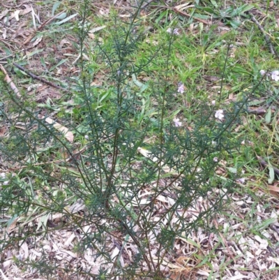 Westringia eremicola (Slender Western Rosemary) at Hughes, ACT - 8 Jun 2017 by ruthkerruish