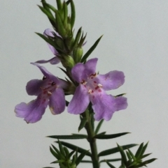 Westringia eremicola at Hughes, ACT - 9 Jun 2017 12:00 AM