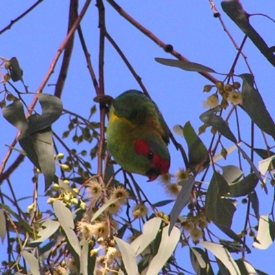 Glossopsitta concinna (Musk Lorikeet) at Wanniassa, ACT - 11 Jun 2017 by MatthewFrawley