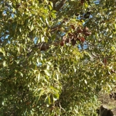 Brachychiton populneus subsp. populneus (Kurrajong) at Kambah, ACT - 11 Jun 2017 by Mike