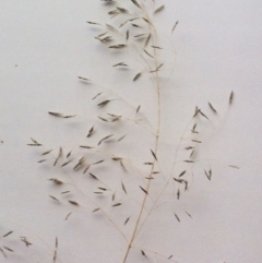 Eragrostis curvula at Garran, ACT - 11 Jun 2017 12:00 AM