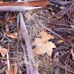 Eragrostis curvula at Garran, ACT - 11 Jun 2017 12:00 AM