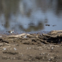 Charadrius melanops (Black-fronted Dotterel) at Gungahlin, ACT - 11 Jun 2017 by SallyandPeter