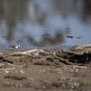 Charadrius melanops at Gungahlin, ACT - 11 Jun 2017