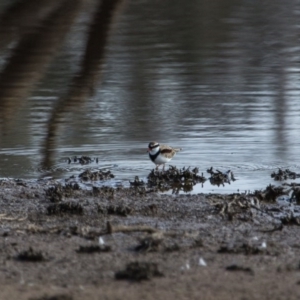 Charadrius melanops at Gungahlin, ACT - 11 Jun 2017