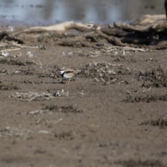 Charadrius melanops at Gungahlin, ACT - 11 Jun 2017