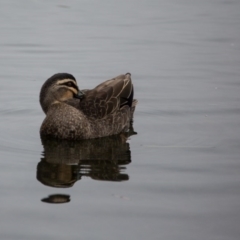 Anas superciliosa (Pacific Black Duck) at Gungahlin, ACT - 11 Jun 2017 by SallyandPeter