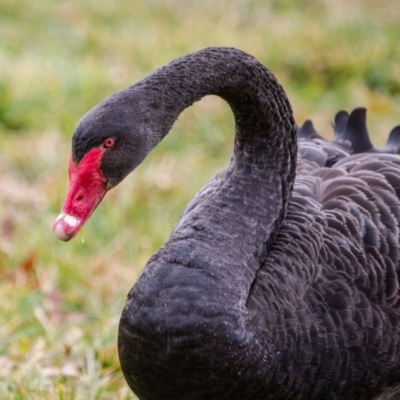 Cygnus atratus (Black Swan) at Amaroo, ACT - 11 Jun 2017 by SallyandPeter