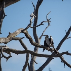 Anhinga novaehollandiae (Australasian Darter) at Gungahlin, ACT - 11 Jun 2017 by SallyandPeter