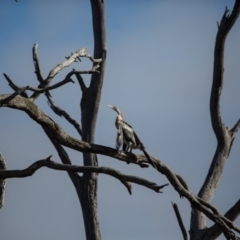 Anhinga novaehollandiae at Gungahlin, ACT - 11 Jun 2017 11:55 AM