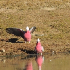 Eolophus roseicapilla (Galah) at Kambah, ACT - 11 Jun 2017 by michaelb