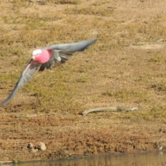 Eolophus roseicapilla at Kambah, ACT - 11 Jun 2017