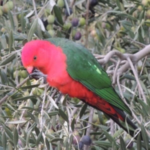 Alisterus scapularis at Conder, ACT - 6 Jun 2017