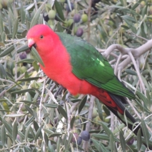 Alisterus scapularis at Conder, ACT - 6 Jun 2017