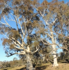 Eucalyptus rossii (Inland Scribbly Gum) at Kambah, ACT - 11 Jun 2017 by MichaelBedingfield