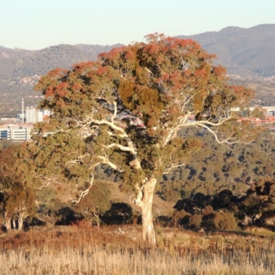 Eucalyptus polyanthemos (Red Box) at Urambi Hills - 11 Jun 2017 by MichaelBedingfield