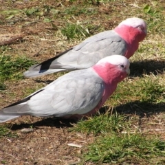 Eolophus roseicapilla (Galah) at Wanniassa, ACT - 11 Jun 2017 by MatthewFrawley