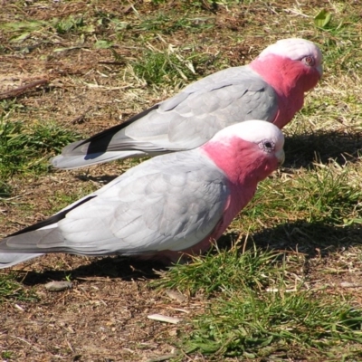 Eolophus roseicapilla (Galah) at Wanniassa, ACT - 11 Jun 2017 by MatthewFrawley