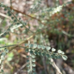 Indigofera adesmiifolia (Tick Indigo) at Red Hill, ACT - 12 Jun 2017 by liambanyer