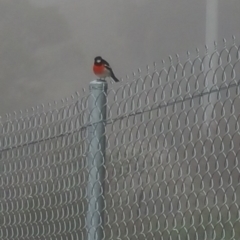 Petroica boodang (Scarlet Robin) at Jerrabomberra, ACT - 12 Jun 2017 by liambanyer